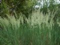 Calamagrostis epigejos